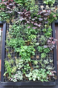A detail of the plug planted green wall showing the construction and variety of plant used (courtesy P Early)