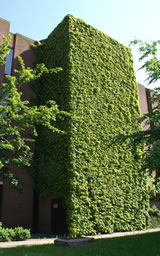 Deciduous green wall, Ashoton University, Birmingham, June 2006 (courtesy P Early) 