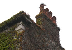 Vegetation on chimney pots (courtesy P Early)