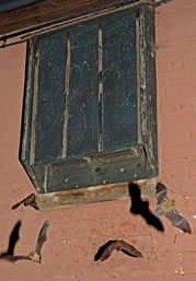 Bats leaving a wall mounted bat box (courtesy J Goldsmith)