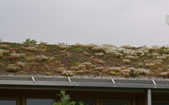 A plug planted sedum roof after one year of growth (courtesy P Early)