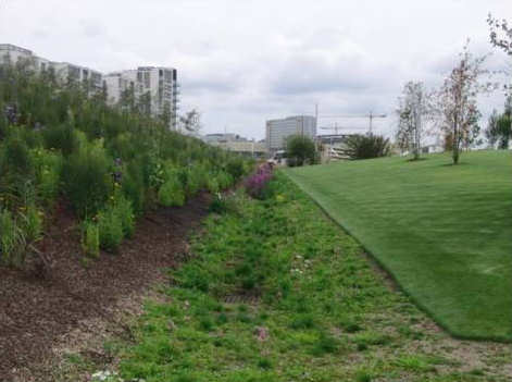 planted swale